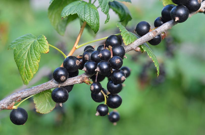 black currant berries