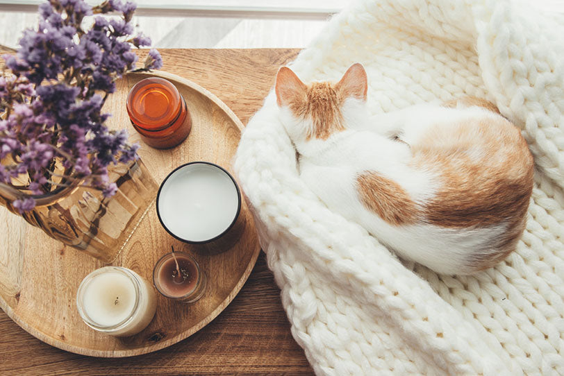 kitten sleeping on knitted woolen blanket