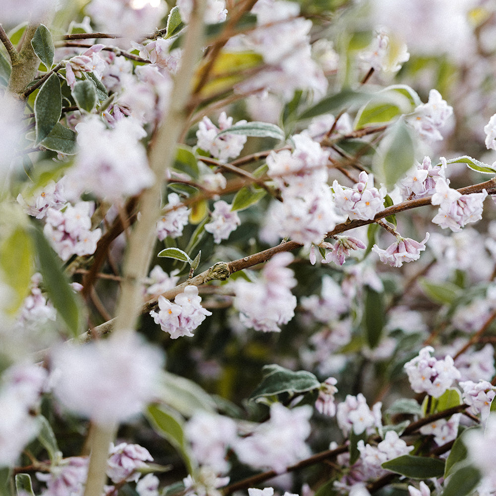 14 Calming Scents to Help You Unwind