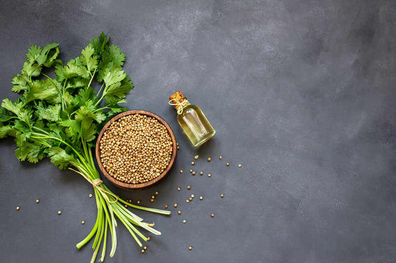 coriander bunch essential oil on table