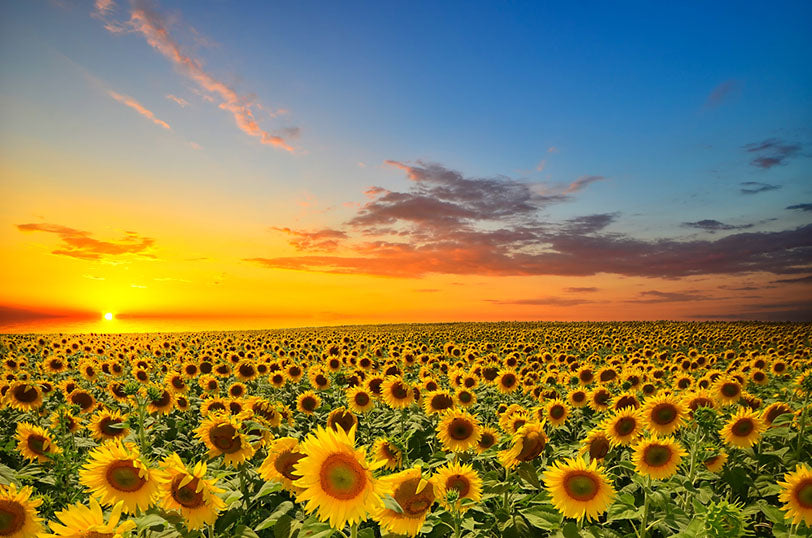 field sunflowers below sunset