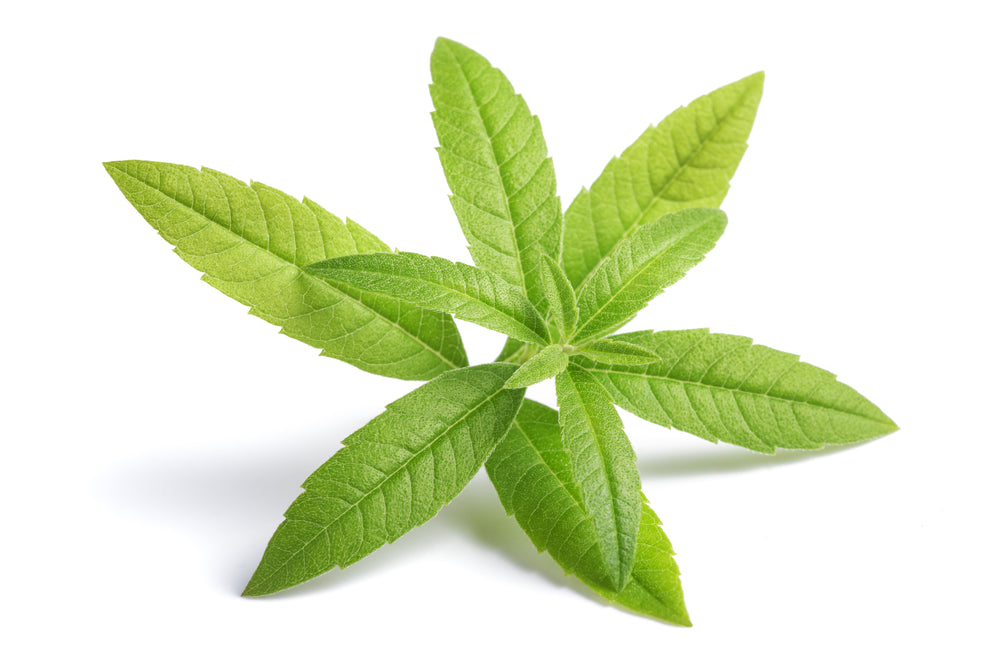 green verbena leaf isolated